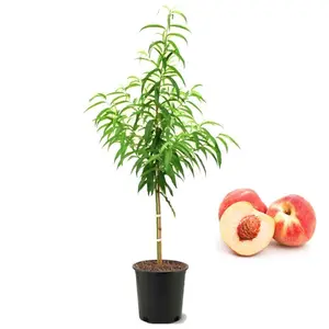 The American Botanical Society's "Georgian Beauty" peach tree is a vibrant, hardy fruit tree that produces sweet, juicy white peaches for home orchards, gardens and edible landscapes.