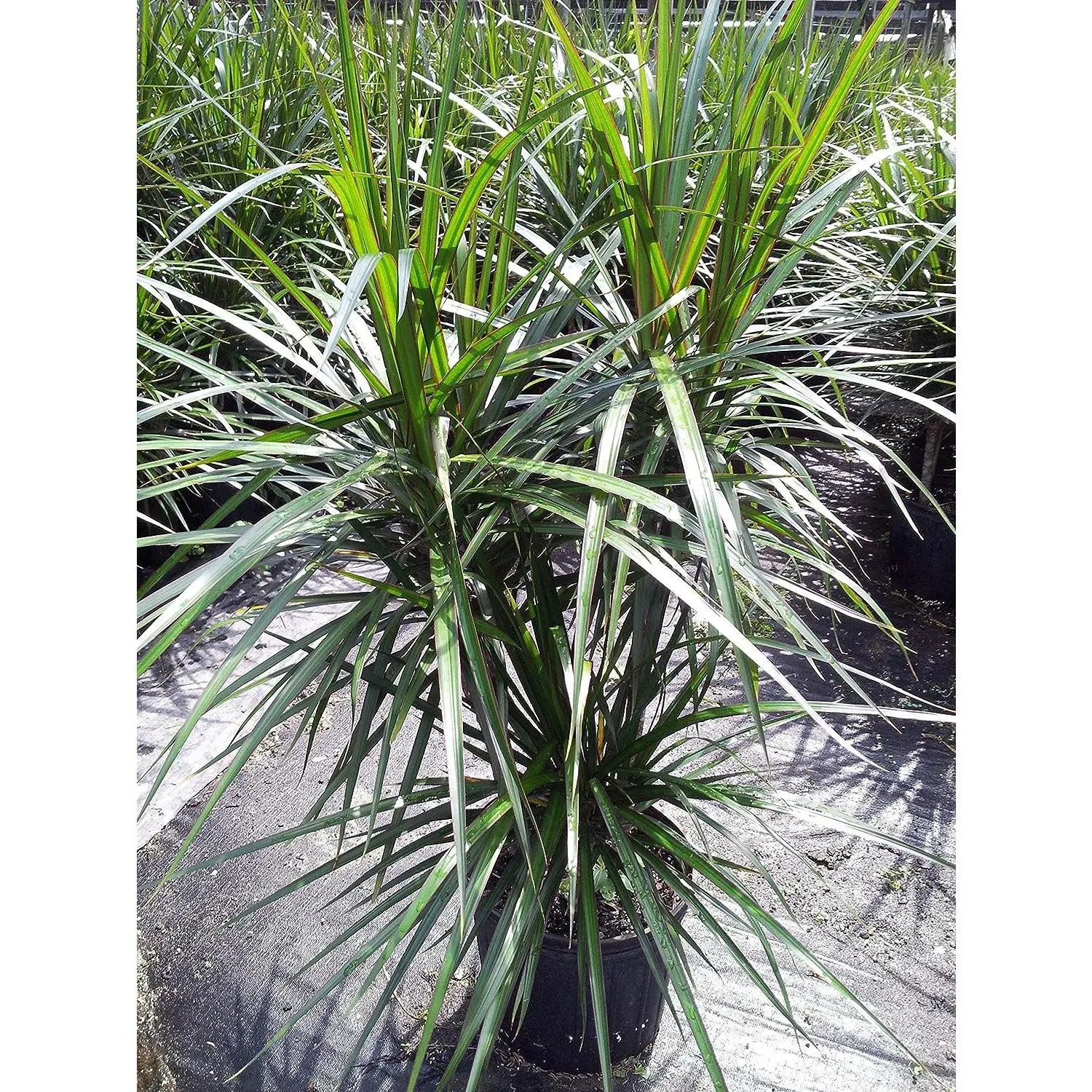 Dracaena Marginata Bush - Live Plant in a 10 Inch Pot - Dracaena Marginata - Easy Care Indoor Air Cleaning Plant