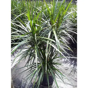 Dracaena Marginata Bush - Live Plant in a 10 Inch Pot - Dracaena Marginata - Easy Care Indoor Air Cleaning Plant