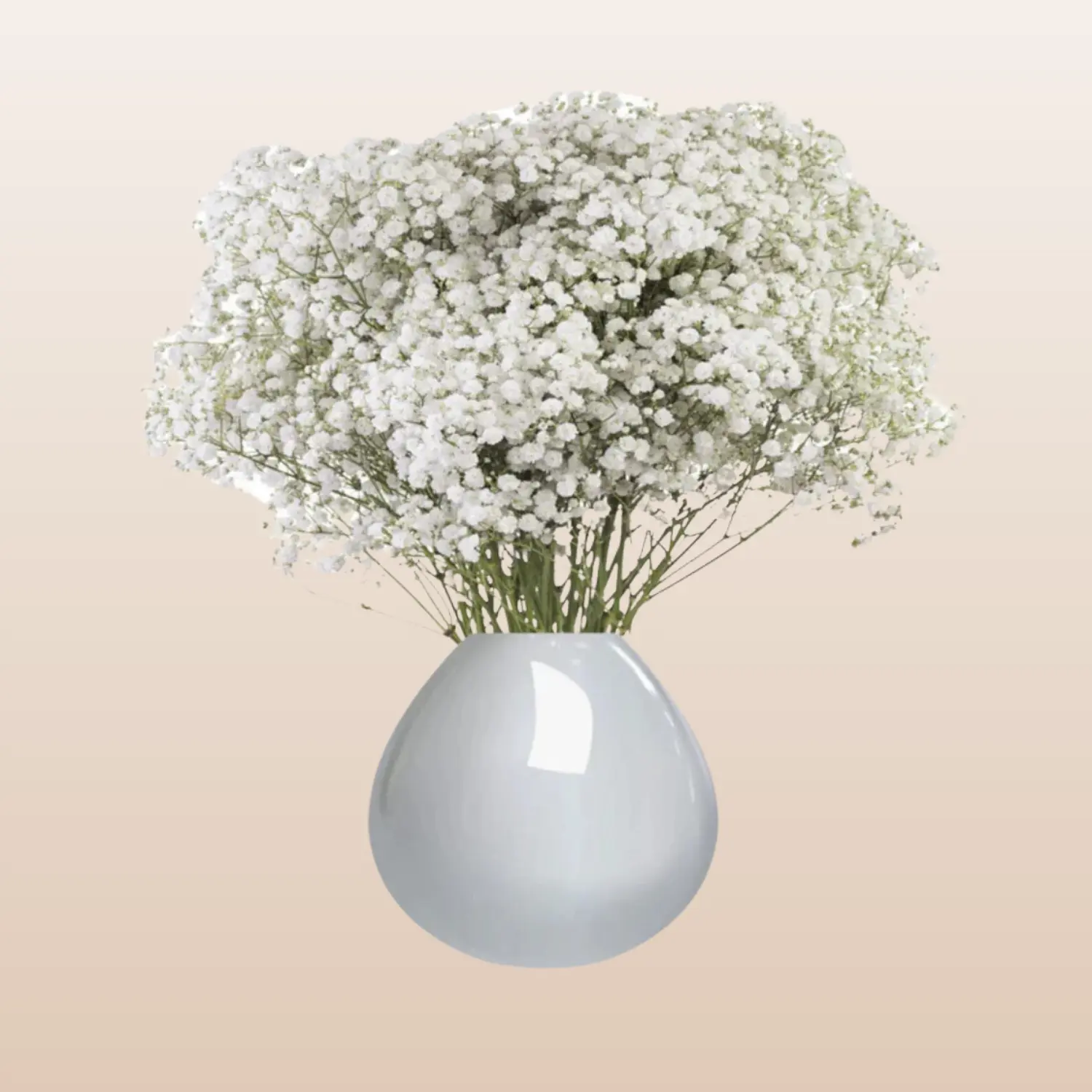 White Force Fresh Baby's Breath Natural White Gypsophila Bouquet for Weddings & Events 10-15 Bunches 10 Stems Each
