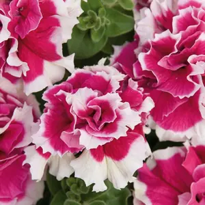 Green River 50 Double Pink White Petunia Seeds- Premium Flower Seed Pack, Perennial Look Blooms, Cottage Garden Favorite, Ideal for Hanging Baskets and Pollinator Gardens, Seeds for Planting, Full Sun Performer