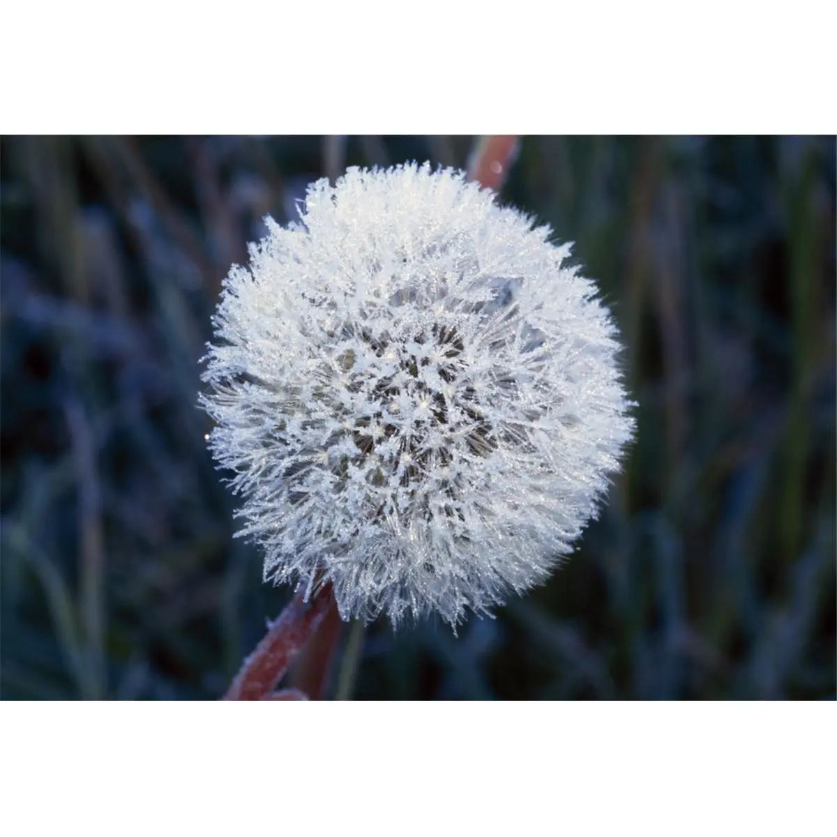 Posterazzi DPI1783813LARGE Artistic Frost On Mature Dandelion Photo Poster Print by Natural Selection Craig Tuttle, 36x24 in, Home Decor Decoration, Ideal Gift for Rooms