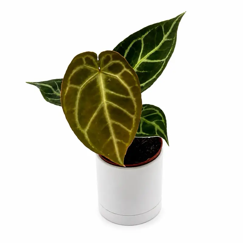 Anthurium ‘Red Crystal × Silver Tiger’ 4” Pot – Rare Hybrid Anthurium | Velvet Foliage Houseplant