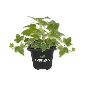 Golden English Ivy - Live Plant in a 3 Inch Pot - Easy Care Variegated Trailing Vine, Classic Indoor and Outdoor Houseplant - Hedera Helix