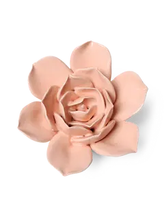 Apricot Pink Narcissus