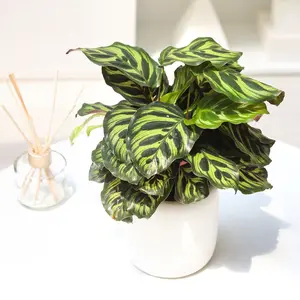 Calathea 'Makoyana' Peacock