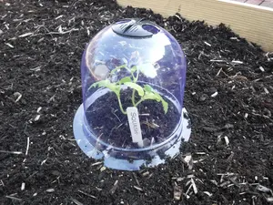 GrowAway Small Reusable Plastic Mini Greenhouse, Garden Cloche, Domes- 6 Pack