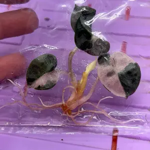 Alocasia Pink Balloon Heart Tissue Culture Plant – Rare Pink Aroid • Heart-Shaped Leaves • Starter TC Plantlet