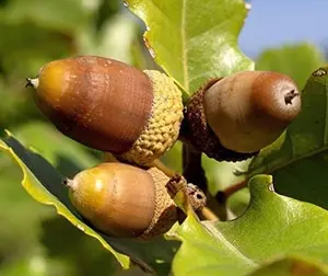 7 Northern White Oak Tree (aka Champion, Common, Eastern, Mountain, Grey Oak) Quercus Rubra Seeds Acorns