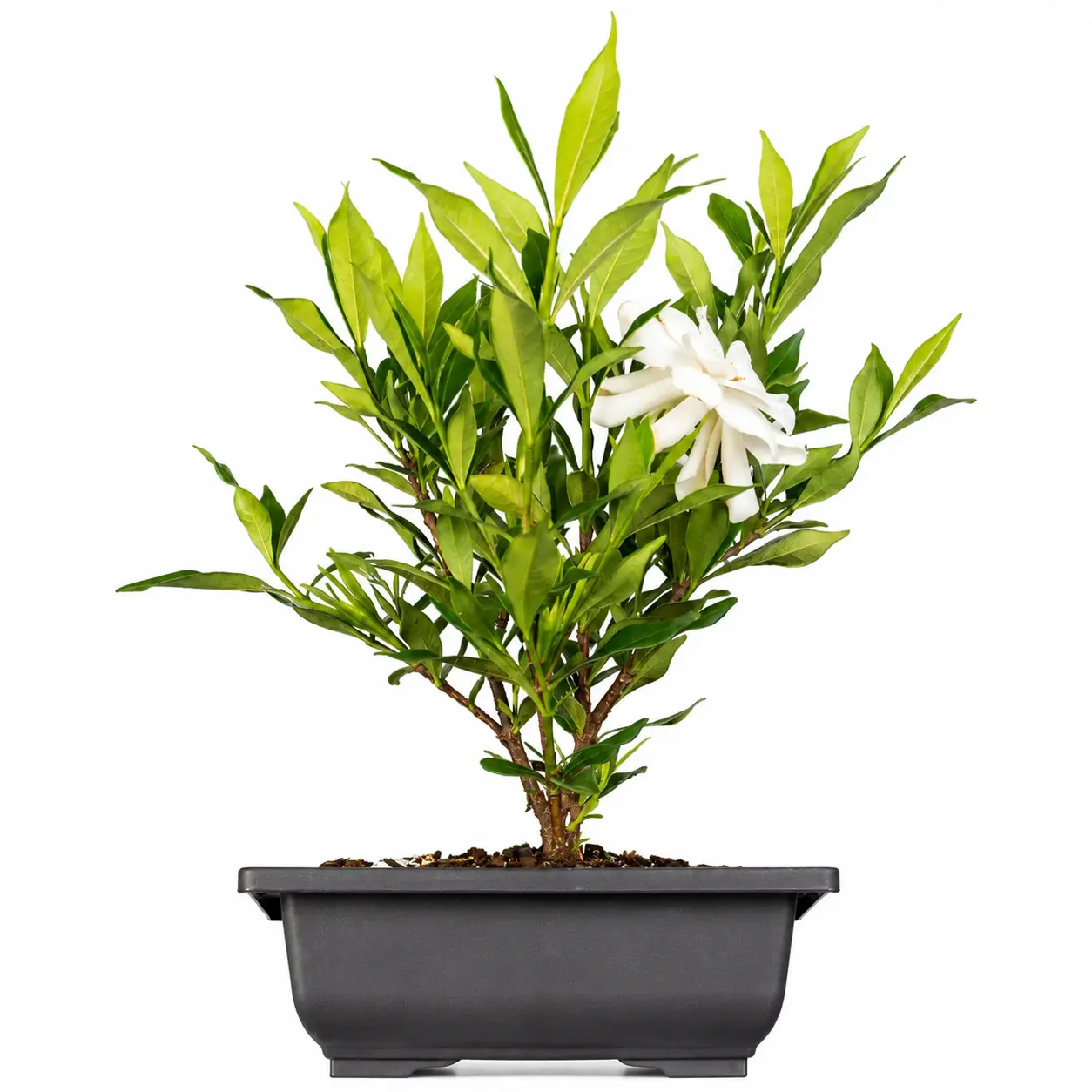 Cold Hardy Tough Gardenia Potted Plant - Sweet Fragrance Evergreen Shrub, Drought-Resistant, for Home Landscaping, Home Decor, Patio Decor, Natural Perfume Accent