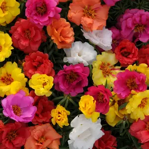 1000+ Moss Rose Seed Mix - Heat and Drought Tolerant Purslane Garden Seeds, Non-gmo Heirloom Ground Cover Plant Seeds, Ideal for Home Gardens and Small Spaces