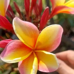 FRANGIPANI Rainbow King Plumeria 8" Top Cut - Hawaiian - Highly Scented Tropical Tree with Vibrant Yellow and Red Petals