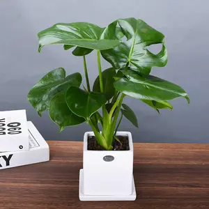 LZ08    4 Inch Variegated Monstera Deliciosa Live Plant Split Leaf Philodendron Indoor Houseplant Tropical Foliage Plant Beginner Friendly Shade Tolerant Indoor Plant Home Gardening Desk Office Decorative Plant Live Potted Plant