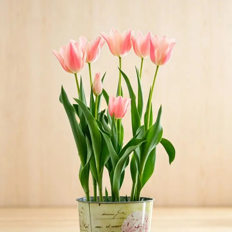 5-Pack Mixed Color Tulip Bulbs - Low-Maintenance Spring Garden Starter Pack for Beginners, Full Sun, Easy-Growing Spring Blooms, Bulb-Based