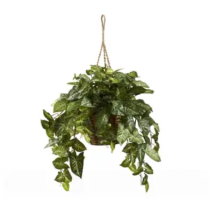 Nepthytis Hanging Basket