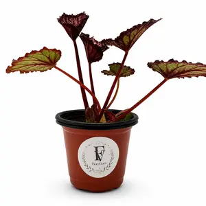 Begonia 'Summer Storm' – Live Rex Begonia Houseplant (4" Nursery Pot)