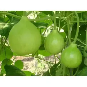 Nam Tao Klom, Hybrid -Bottle Gourd Seeds -Asian vegetable