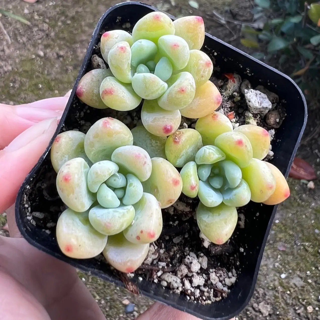 Sedum Clavatum, Tiscalatengo Gorge, Floral Succulent, Rock Garden Plant, Live Plant in 2.5'' pot Sedum Clavatum, Tiscalatengo Gorge, Floral Succulent, Rock Garden Plant, Live Plant in 2.5'' pot