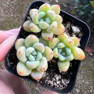Sedum Clavatum, Tiscalatengo Gorge, Floral Succulent, Rock Garden Plant, Live Plant in 2.5'' pot
