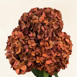 Hydrangeas Tinted Bronze 6-6.5" Diameter 60-65cm Stem 30 Stems Full Pack Year-Round Availability Fresh Quality