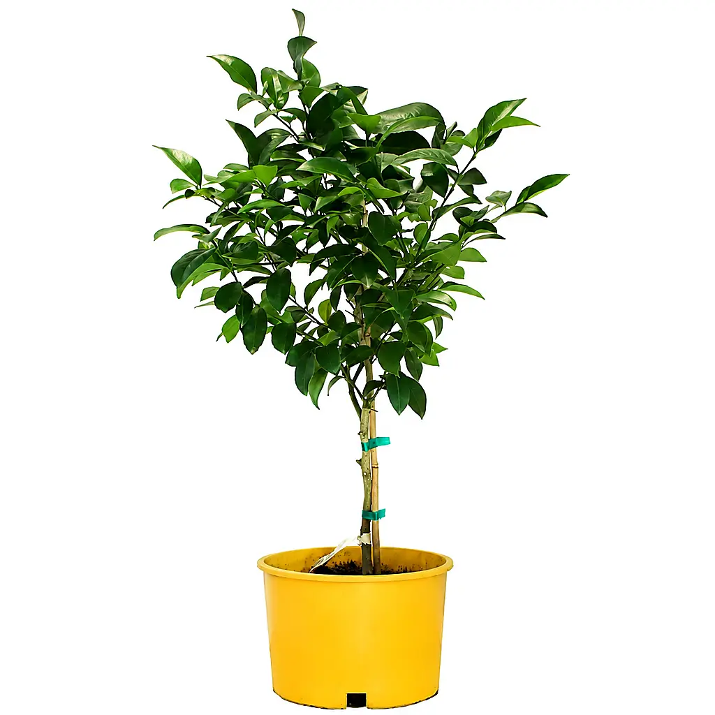 Live Lemon Tree Plant, Fresh Citrus Fruit Bearing Seedling, Aromatic Blooming Houseplant, Sun-Loving Potted Tree, Aesthetic Edible Home Decor