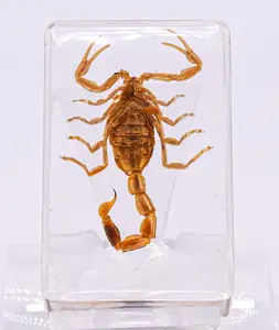 44mm Real Golden Scorpion in Crystal Clear Lucite Resin Crafts Specimen Preserved Various Animal Insect Bug Taxidermy Collection Decor