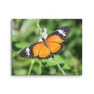 Leopard Lacewing Butterfly Canvas