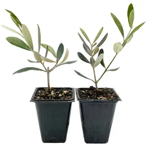 Mission Olive Tree in 2.5″ Cubes (Olea europaea ‘Mission’)