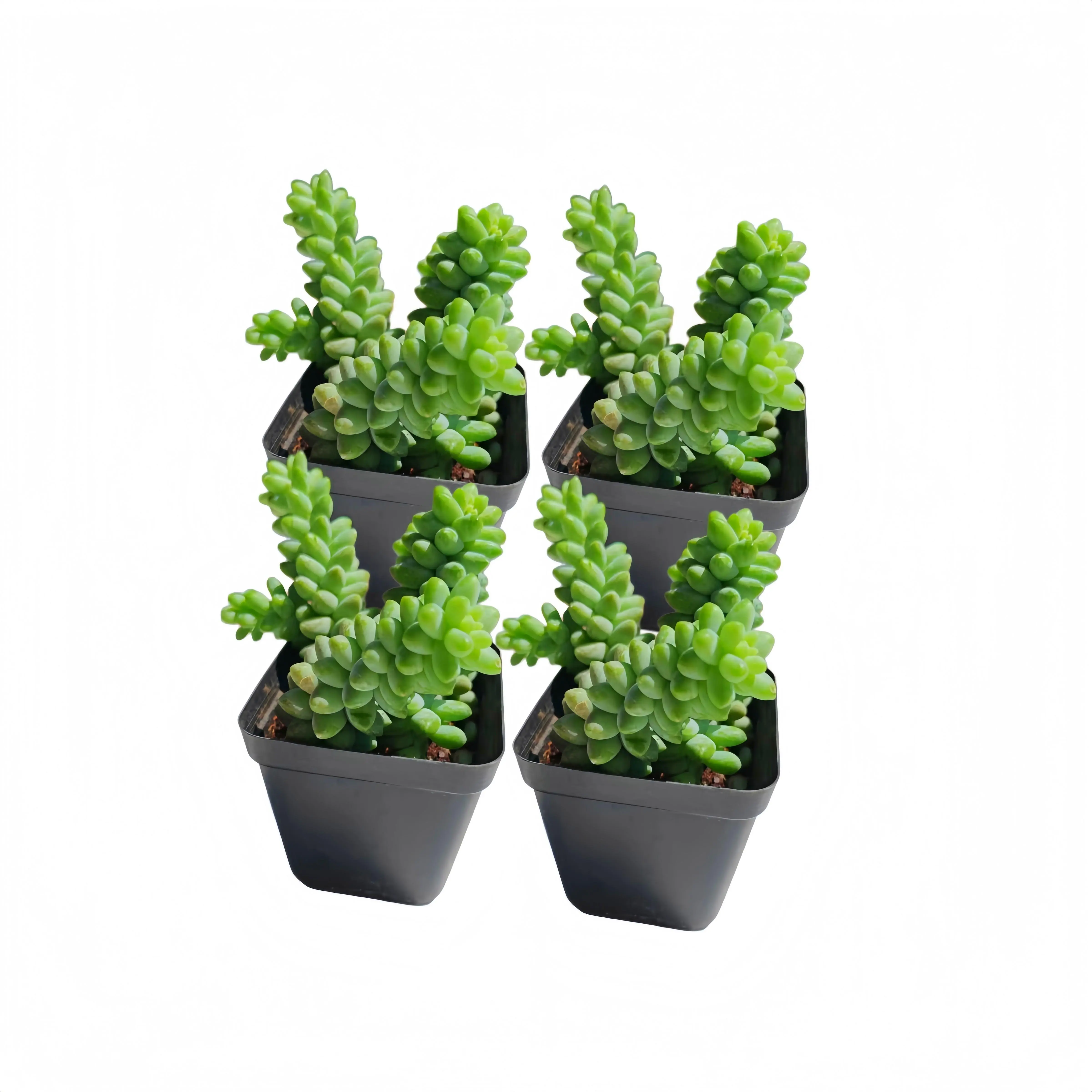 2-Inch Live Variegated Sedum Morganianum 'New Donkey Tail' Succulent, Rare Green & White Trailing Plant, Easy Care Indoor Decor (4pc)