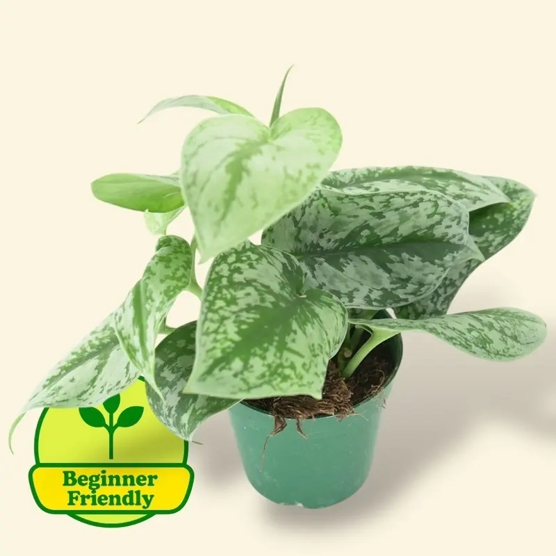 Scindapsus Exotica 4” - Low Maintenance Trailing House Plant