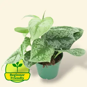 Scindapsus Exotica 4” - Low Maintenance Trailing House Plant