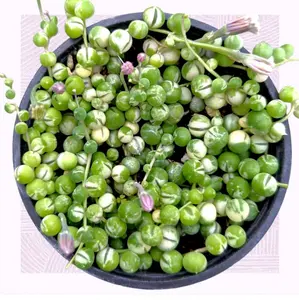 6” Varigated string of pearls