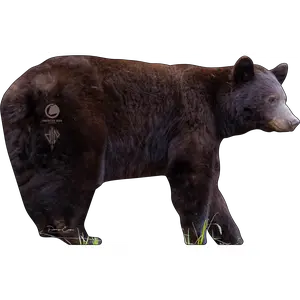 American Bear Foundation Conservation Series 2D Chocolate Phase Bear Target