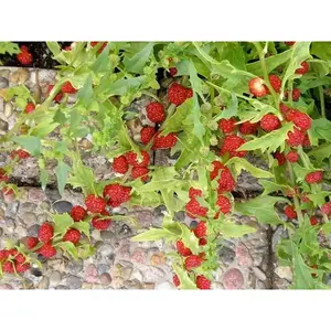 Strawberry Spinach Seeds(Chenopodium Foliosum) edible  leaves and  berries