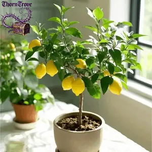 Grafted live seedlings of Opal lemon tree, cold-resistant, fast-growing, high-yielding, container-friendly, ideal for home gardens