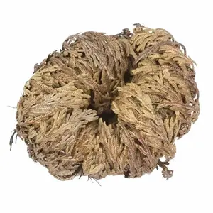 FAICOIA 4 Pack Rose of Jericho Resurrection Plants Rosa de Jerico Original Dried Flowers Fern Scale Leaf Prayer Plants for Spiritual Purification Home Decor Vase Filler ldeal Present for Plant Lovers