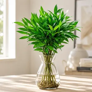50 Premium Bamboo Cypress (Nageia Nagi) Evergreen Bonsai Tree Seeds, Easy-to-Grow for Indoor Zen Decor, Home Gardening and Homegrown Trees