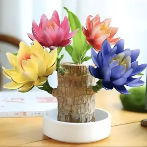 Brazilian Wood Plant, Small Indoor Lucky Plant, About to Sprout, Brazilian Wood Manufacturer, Office Desk Ornaments (Bamboo, Tray, Figurine), Kitchen, Living Room, Home Decoration