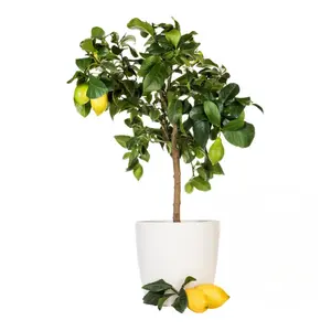 Meyer Lemon Tree 5" Pot - Sweet Citrus Fruit Tree for Indoors or Patio Live Plant Perennial Houseplants for Kitchen Indoor Outdoor Garden