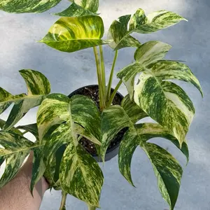 Epipremnum Golden Flame 6” Potted Live Plant - Epipremnum Aureum - Large Leaf Variegation - Golden-Yellow Marbling - Tropical Houseplant - Vining Greenery - Easy Care - Fast Growing - Heart Shaped Leaves - Indoor Jungle - Statement Vine