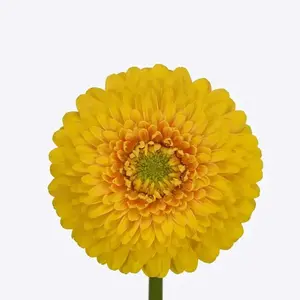 Mini Gerber Pomponi Sunlight - 60 Stem Bunch