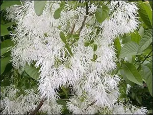 White Fringe Tree Seeds for Planting (30 Seeds) - Chionanthus virginicus