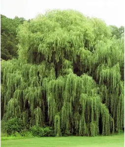 2 Golden Weeping Willow Trees - Ready to Plant - Live Plants - Beautiful Arching Canopy