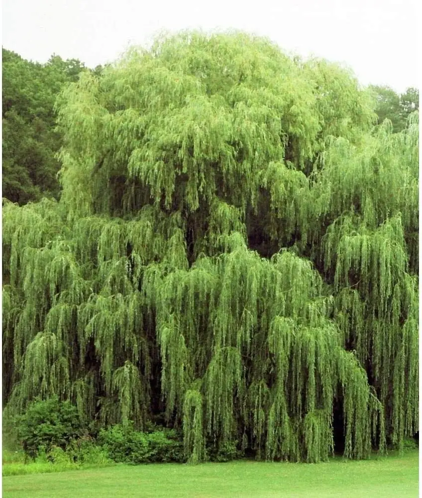2 Golden Weeping Willow Trees - Ready to Plant - Live Plants - Beautiful Arching Canopy
