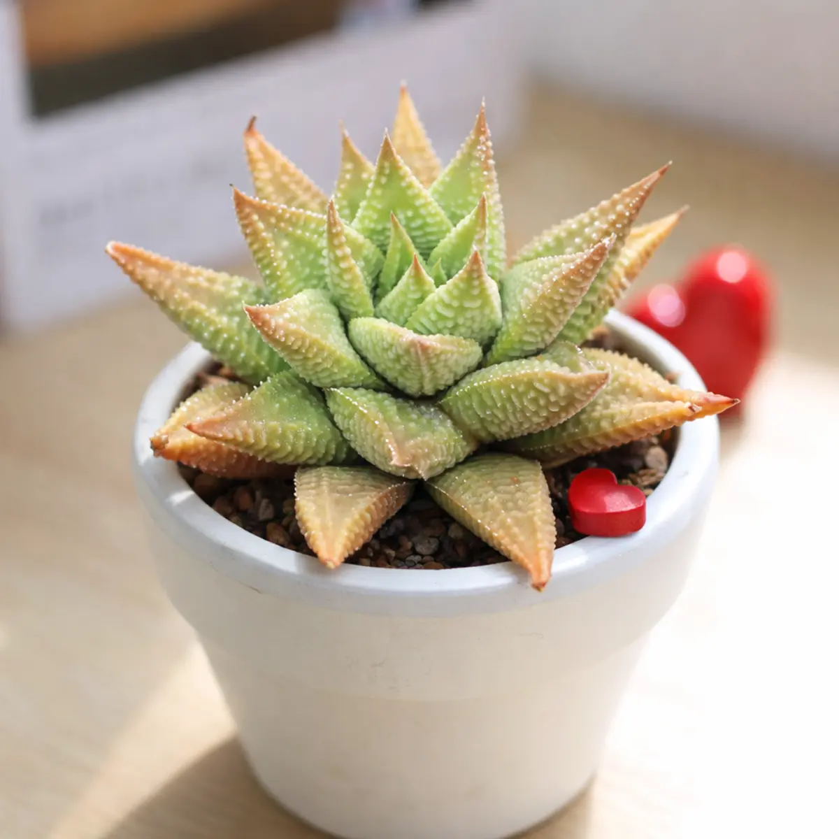 Haworthia limifolia - Fairy Washboard