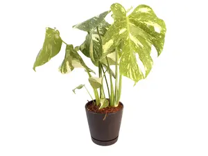 Monstera Thai Constellation 6” Potted Live Plant - Rare Variegated Monstera - Iconic Starry Night Foliage - Exotic Tropical Aroid - Creamy Splashed Leaves - Large Scale Fenestrations - Collector’s Item - Indoor Statement Piece - Designer Plant