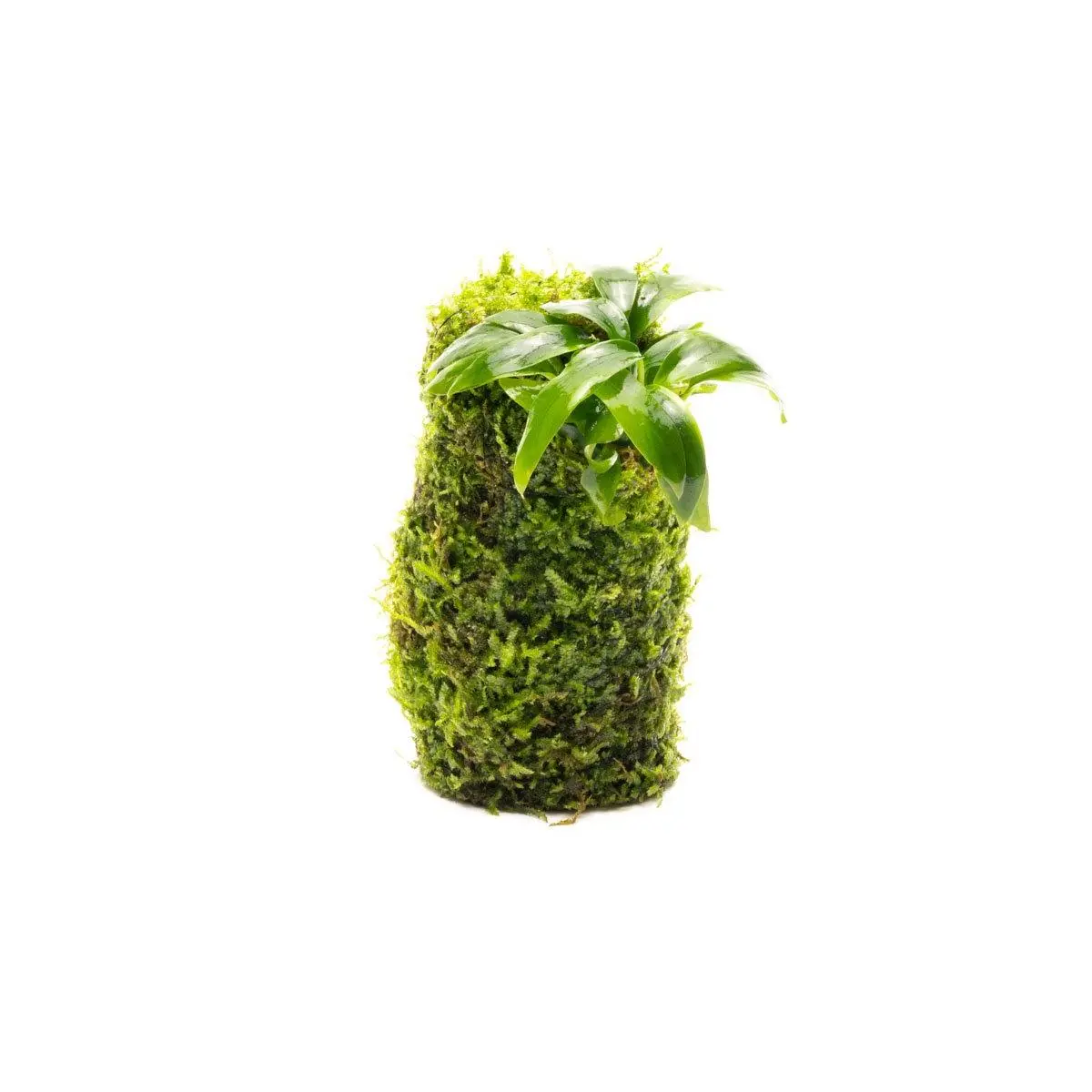 Anubias Minima on Christmas Moss Tower