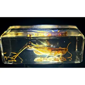 44mm Real Grasshopper in Crystal Clear Lucite Resin Specimen Preserved GRIG Insect Taxidermy Crafts Collection