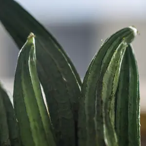 Angled Luffa Seeds (Luffa acutangula) Vigorous climbing vine producing ridged edible gourds when young; also grown for natural sponges when mature