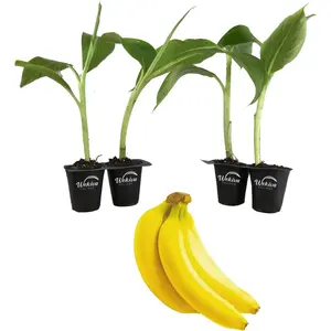 Banana Tree - 4 Live Starter Plants - Musa - Edible Fruit Bearing Tree for The Patio and Garden